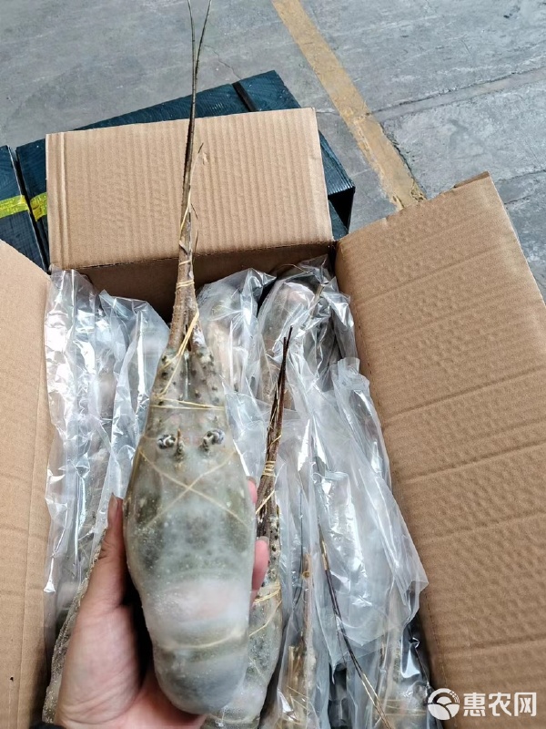 高質(zhì)小青龍水產(chǎn)品批發(fā)的市場機遇與運營策略